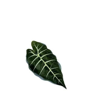 Artificial Alocasia Leaf Fake Green Plant Single Leaf For Home Wall Decor Display