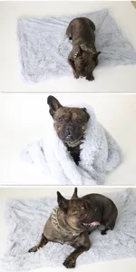 Detailed view of soft plush pet blanket, showing comfortable double layer texture for pets.