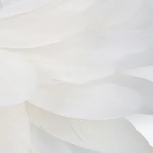 Gros plan detaille de plumes blanches douces montrant une texture et un motif naturels.