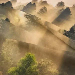 Detailed view of forest landscape fabric tapestry, natural scenery design for wall decor.