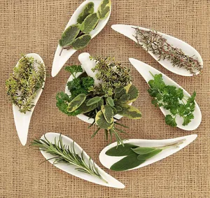 Fresh green herbs in white ceramic dishes on rustic burlap background for food photography.