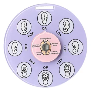 fetal position model detail showing anatomical cranial bones and presentation rotation wheel
