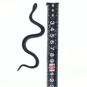 Fausse serpent en caoutchouc noir jouet de blague réaliste avec ruban à mesurer pour fête.