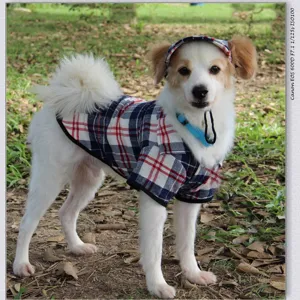 Details of the cute puppy wearing a blue and white plaid shirt and matching hat set.