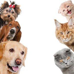 3D simulation mignons chats et chiens stickers muraux, jolis animaux coin décoration papier peint.