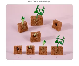 Plant growth cycle model toy educational Montessori science learning tool for kids.
