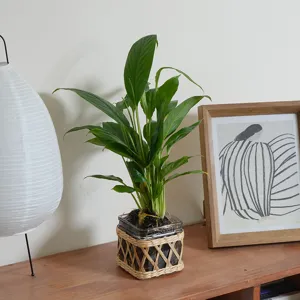 Handcrafted rattan woven glass vase cover for hydroponic plants and home decor interior styling.