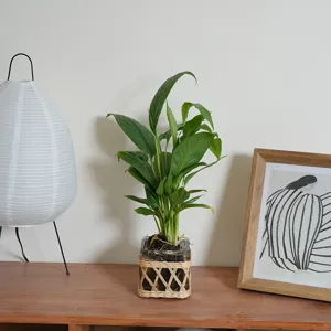 Handmade woven glass vase detail shot with green plant, retro home decor aesthetic display.