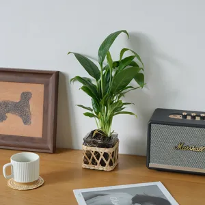 Handmade rattan glass vase retro woven hydroponic plant container home decor detail