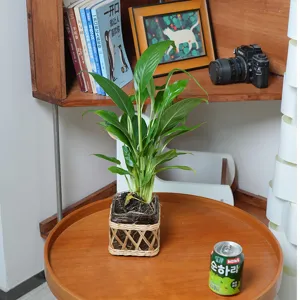 Handmade woven rattan glass vase cover for plant home decor, retro desktop flower pot holder.