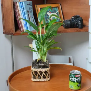 Handmade rattan woven glass vase detail showing natural green plant home decor aesthetic.