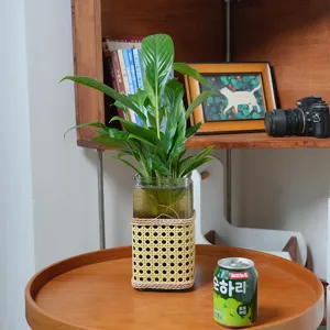 Detail view of handmade woven rattan glass vase with hydroponic green plant on retro wooden table.