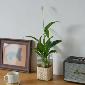 Detail shot of handcrafted rattan woven glass vase for hydroponic plants and modern home decor.