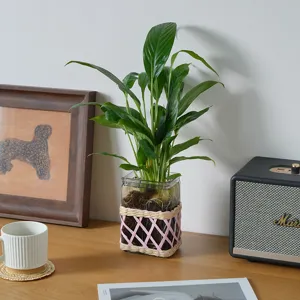 Detail shot of handmade rattan woven glass vase with hydroponic plant for home decor.
