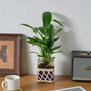 Handmade woven glass vase detail shot with green hydroponic plant for natural home decor.