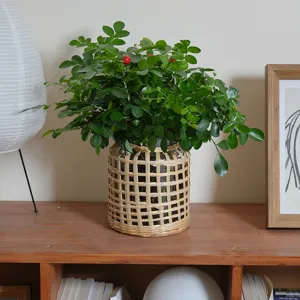 Vista dettagliata del vaso in vetro intrecciato a mano con pianta verde per la decorazione.