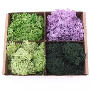 Preserved reindeer moss assortment in boxed set for DIY micro landscape decor details.