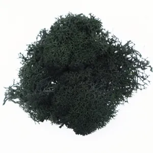 Preserved reindeer moss green plant material for micro landscape DIY home wall decor 60g