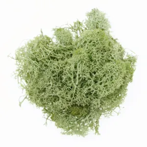 Preserved reindeer moss green floral DIY micro landscape craft home decor material.