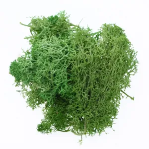 Close up of vibrant green preserved reindeer moss, perfect for DIY micro landscapes and decor.