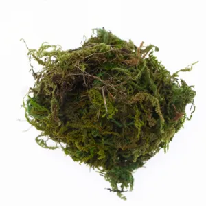 Preserved moss material for micro landscape DIY green wall and home decor details.
