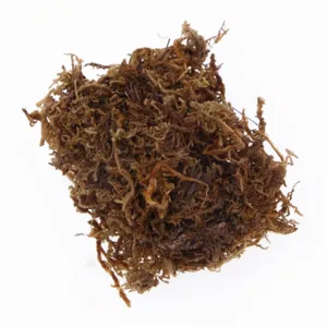 Closeup detail view of brown dry moss material for micro landscape and DIY wall decor.