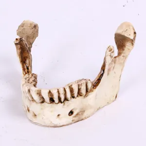 Resin Halloween fake jaw bone prop skeleton skull decoration for haunted house prank toy