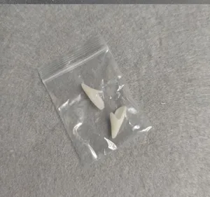 Detail view of white vampire fangs cosplay props, perfect for Halloween party dress up accessories.