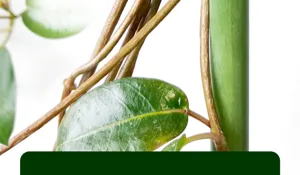 Detailed view of plant vines and support stake for gardening clip application, clean background.