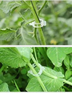 Close-up detail shot of transparent plastic plant climbing clips supporting vine stems firmly.