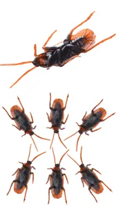 Gesimuleerde kakkerlak grap speelset, realistische plastic nepinsecten voor Halloween en april.