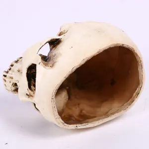 Detail shot of hollow resin skull prop, textured white bone finish for Halloween decor.