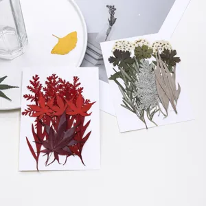 Natürliches Pressblumen Material Set für DIY Lesezeichen und Epoxid Harz Handyhüllen Design.