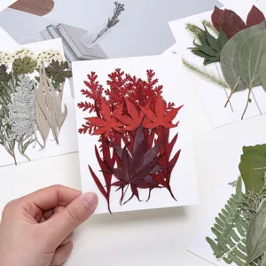 Natürliches gepresstes Blumen und Pflanzen Blatt Material Pack für DIY Handwerk decor