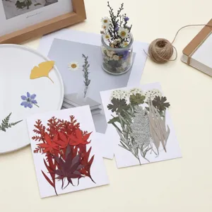 Natürliche gepresste Blumen und Blätter DIY Materialpackung für Handarbeiten und Kunst
