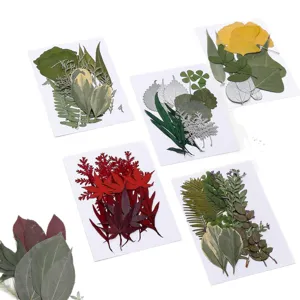 Natürliche gepresste getrocknete Blätter Blumen Pack für DIY Harz Handyhülle Lesezeichen