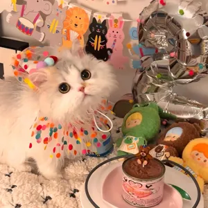 Cute pet cat birthday party hat and colorful pom pom bib set for small dogs kitten accessories