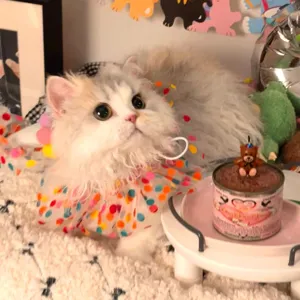 Cute polka dot mesh pet bib for cats and dogs, perfect for birthday party dress up and photos.