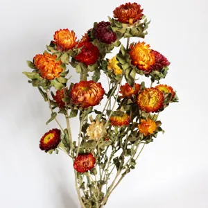 Detailed view of colorful dried strawflower bouquet, perfect for home decor and gifts.
