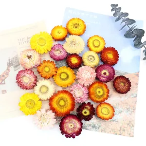 Colorful natural dried strawflowers daisy flower heads for DIY crafts and floral arrangements.