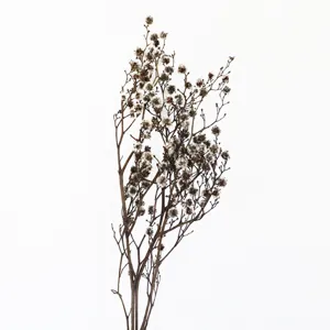Dried flower detail view, fluffy snow plum flower branch, natural botanical home decor.