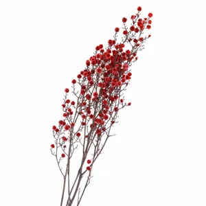 Red preserved gypsophila dried flower detail shot, natural floral arrangement decor.