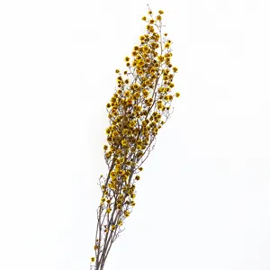 Preserved dried flowers tiger eye fluffy ball real snow plum home decor floral arrangement