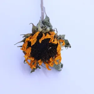 Dried sunflower head detail, preserved flower texture and natural organic brown tone, macro close-up