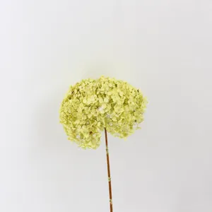 Preserved flower detail close-up, natural green floral arrangement for home decor and gifts.