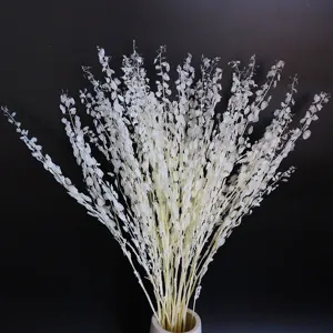 Preserved white dried flowers bouquet money plant natural botanical material for DIY art