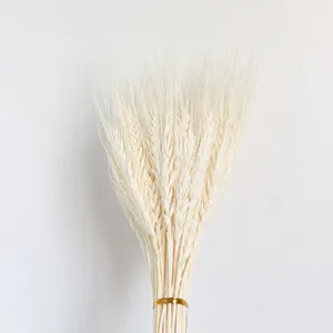Natural white dried wheat ears bouquet, elegant home decor plant arrangement for floral display.