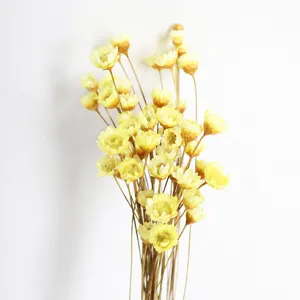 Close-up detail of natural dried yellow star flowers, perfect for DIY crafts and floral design.