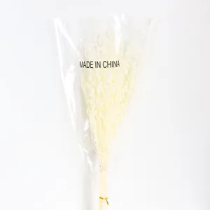 Preserved Dried Flowers Jade Fan Floral Material for DIY Aromatherapy & Decor