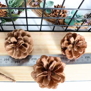 Natural pine cones for DIY crafts, Christmas tree decorations, and photography props.